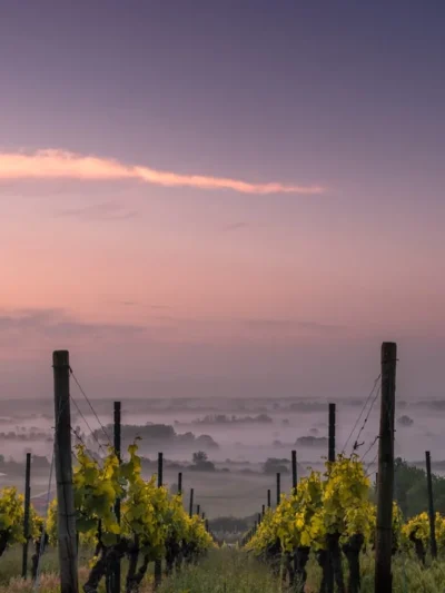 Gerorgien Eine Geschichte über ein Land mit hervorragenden Weinen Bebua